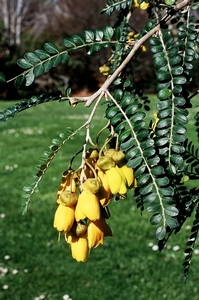 Weeping Kowhai